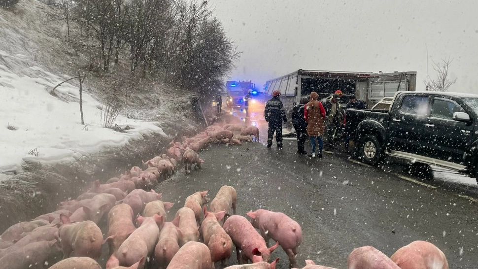 VIDEO Accident teribil în jud. Bistrița-Năsăud. Un camion cu 600 de porci s-a răsturnat, 100 de animale au murit