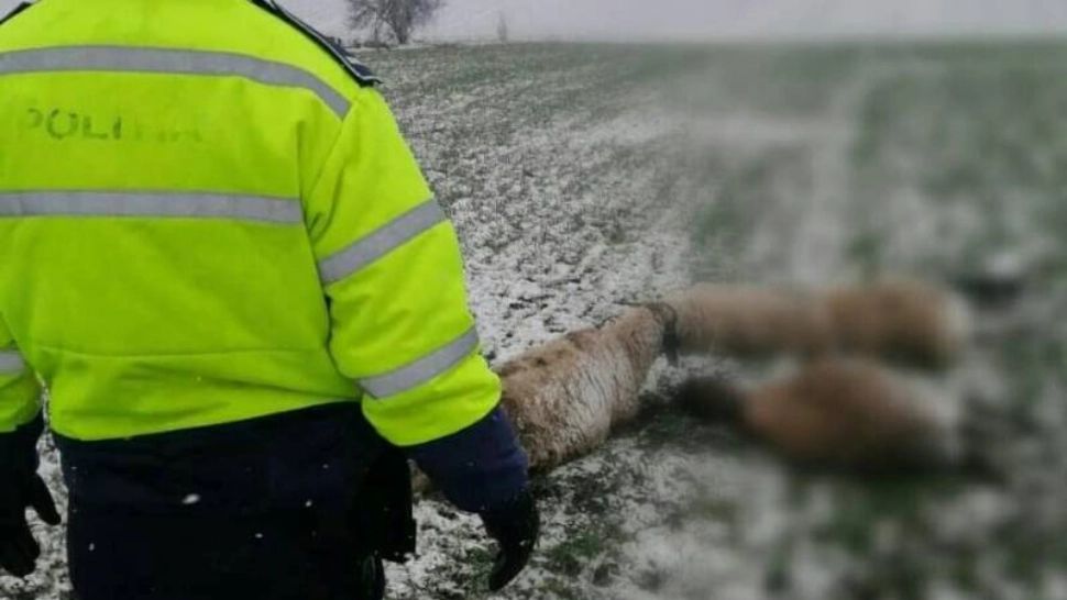 Dosar penal pentru un bărbat care a omorât 11 oi și capre, după ce le-a lovit intenționat, cu un utilaj agricol