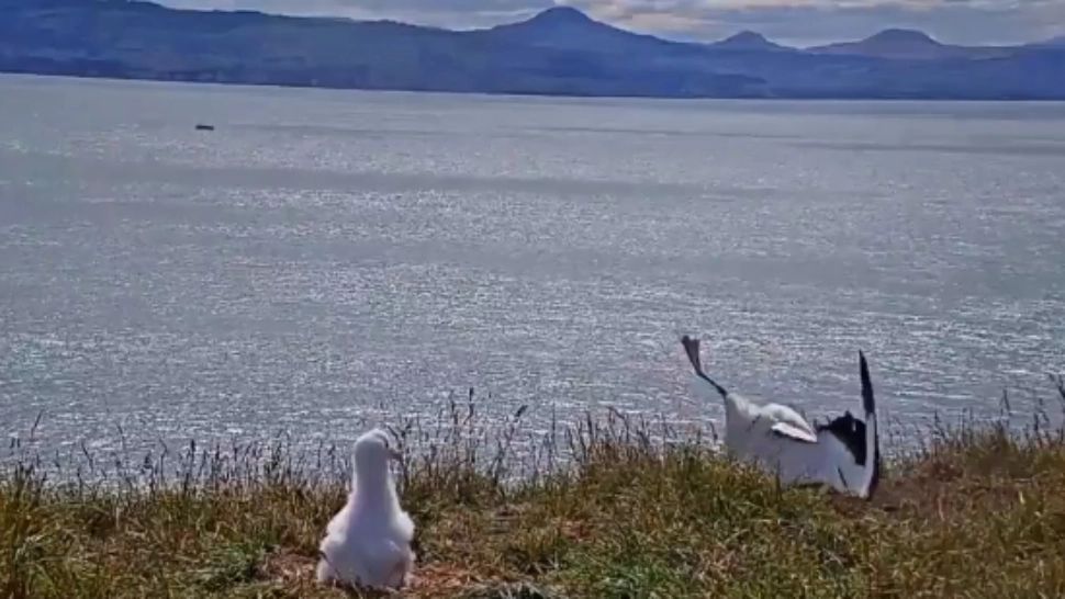 VIDEO Moment amuzant - un albatros, vedetă pe internet după o aterizare în cioc