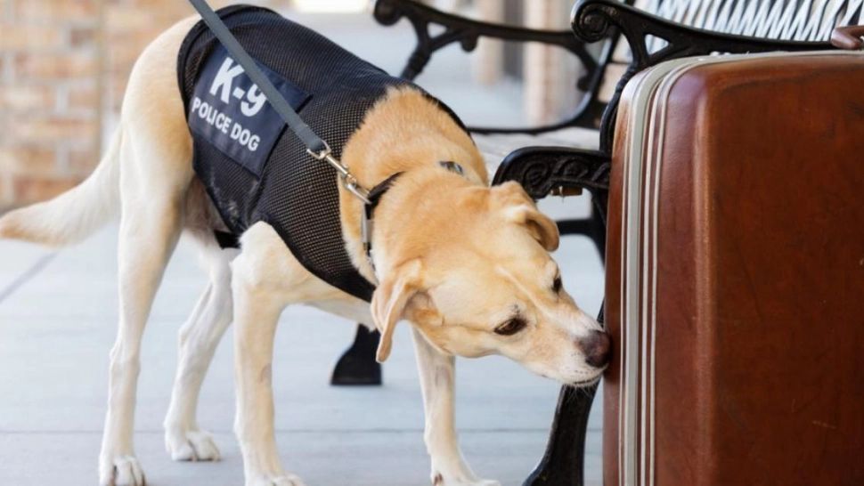 Metoda ingenioasă prin care o femeie a încercat să treacă cu 50.000 de dolari prin vamă