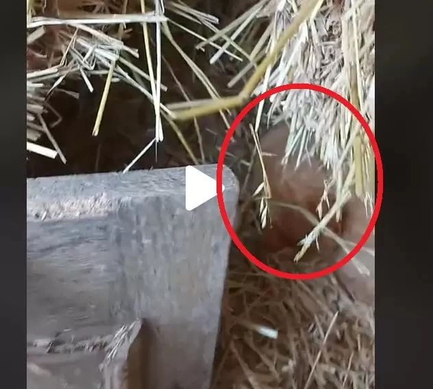 VIDEO – Surpriză uriașă în cuibarul găinilor – Cine clocea ouăle – Proprietara fermei a rămas șocată
