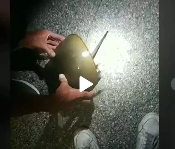 VIDEO – A văzut pe jos ceva ciudat – Când l-a ridicat și și-a dat seama ce e, s-a speriat rău de tot