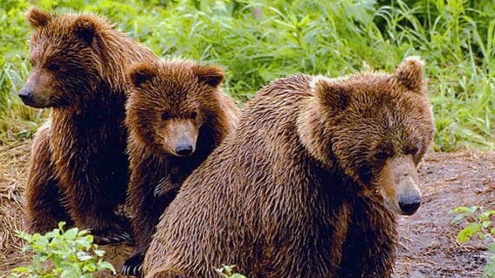 ALERTĂ de urși în județul Argeș! Oamenii sunt sfătuiți să fie prudenți