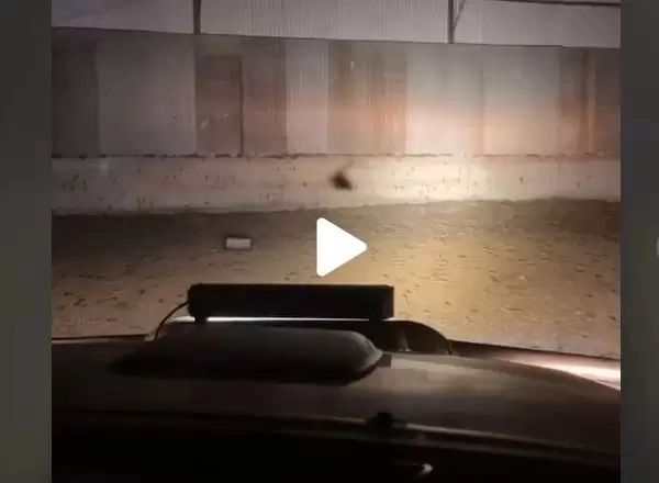 VIDEO – A văzut ceva la lumina farurilor, în garaj. Când s-a uitat mai bine, i s-a făcut rău