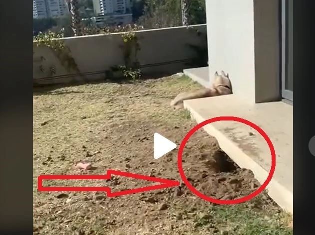 VIDEO – Aparuse o gaura sub casa si se auzeau zgomote ciudate. Proprietarul a inceput sa filmeze si deodata a iesit ceva din interior