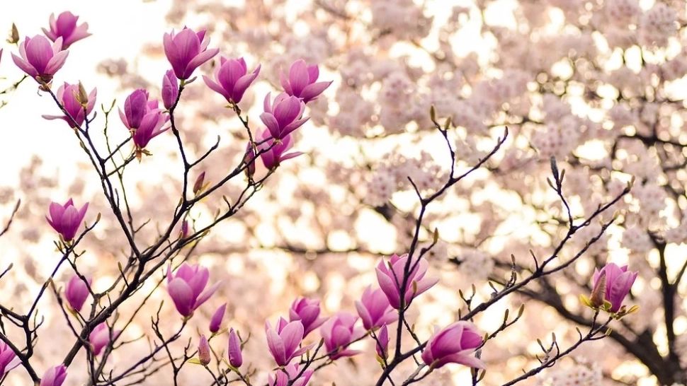 Vremea se schimbă radical. Prognoza meteo pe două săptămâni - ce temperaturi vor fi până pe 21 martie