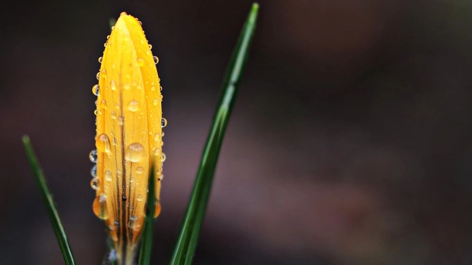 Vremea 24 aprilie - Temperaturi în scădere și ploi izolate, anunțate pentru sâmbătă în București și restul țării