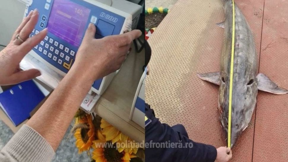 Sturion URIAȘ, de 140 kg și lung de 2,5 metri, descoperit într-o căruță