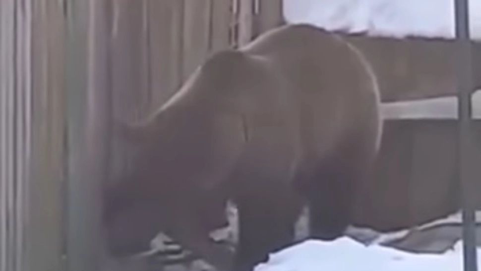 VIDEO Alertă la Azuga, urșii au dat iama prin gospodării, în cautare de hrană