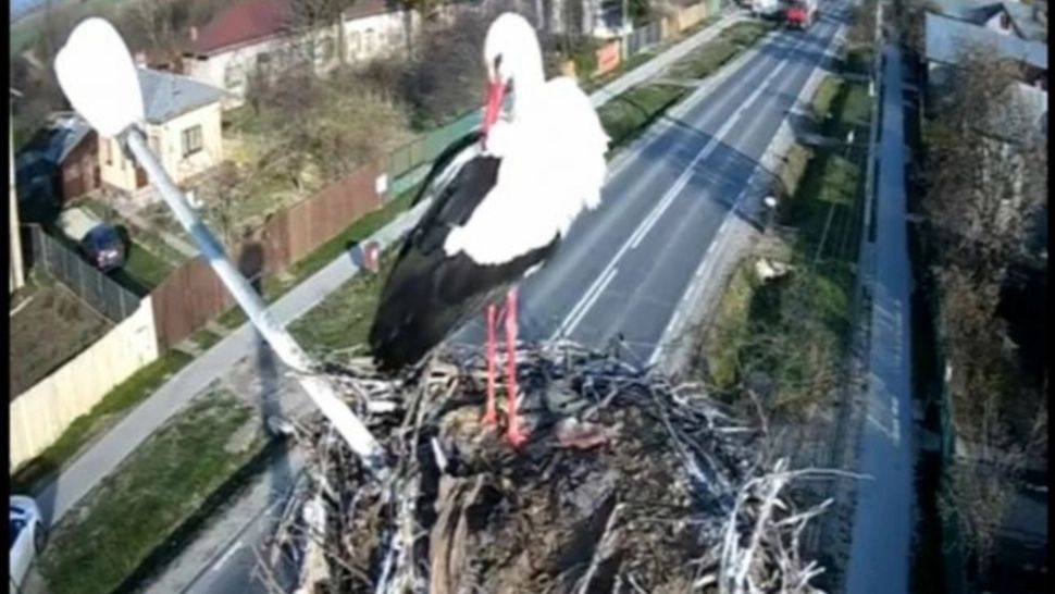 O barză, vedetă într-un oraș din Dâmbovița. Pasărea poate fi urmărită live direct din cuib