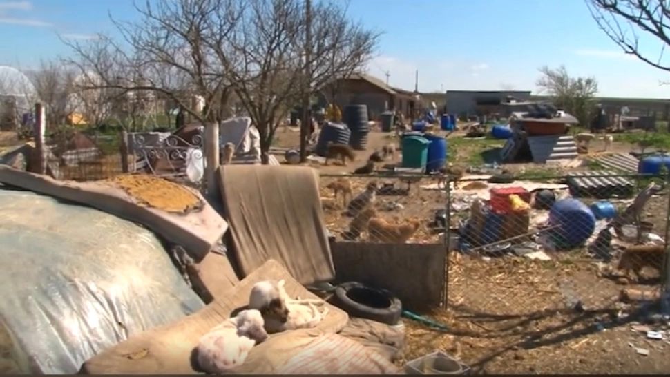 Peste 100 de câini ținuți în condiții CUMPLITE, într-un adăpost din Constanța. Ce spun proprietarii adăpostului