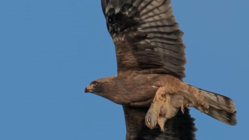 FOTO Imagini de excepție, acvilă surprinsă cu prada în gheare, deasupra Iașiului