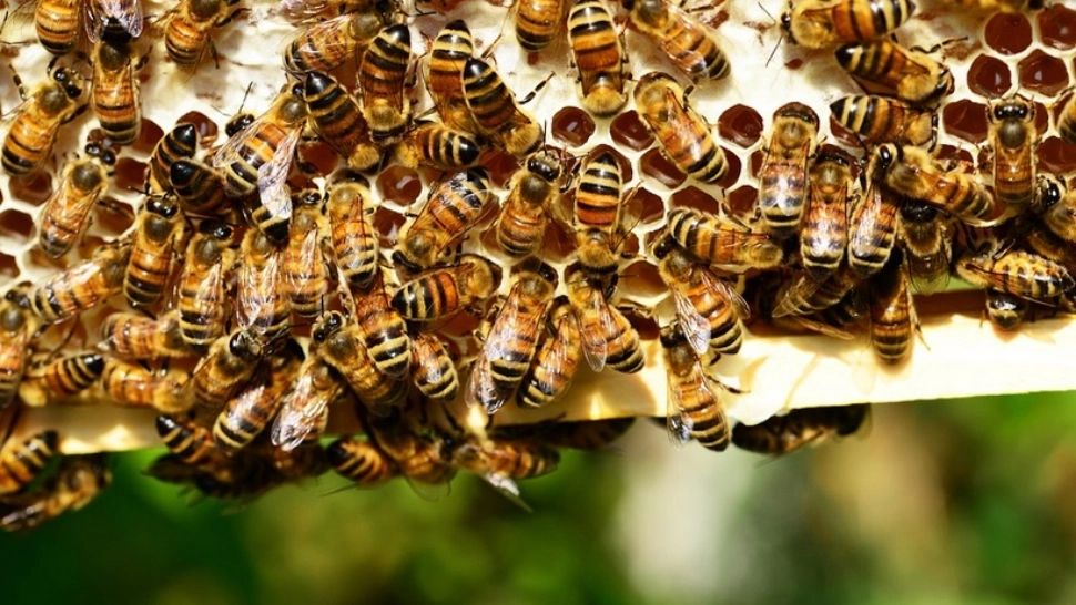 Bărbat mort, după ce a fost înțepat de albine