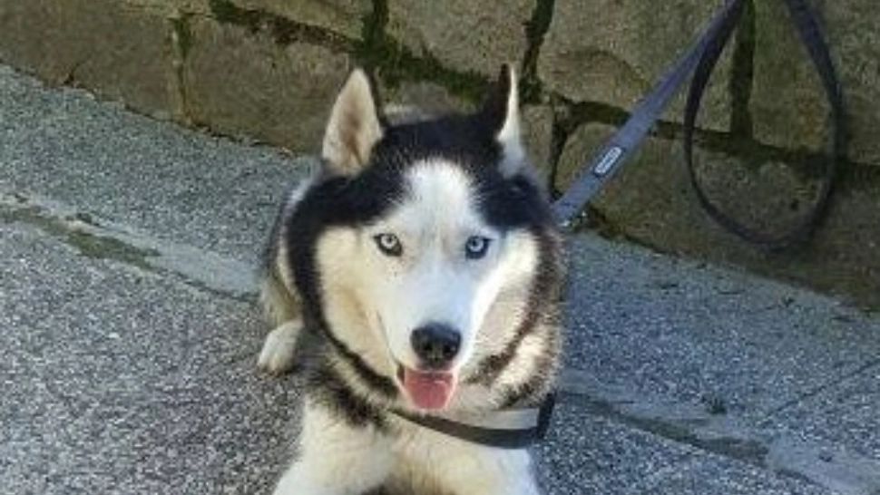 Șocant: O fetiță din județul Alba, mușcată de un câine, proprietara animalului a suferit un șoc și a murit