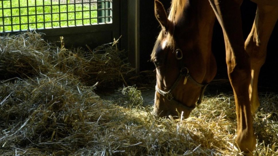 Caz șocant, în Dâmbovița: copil MUȘCAT de față de un cal