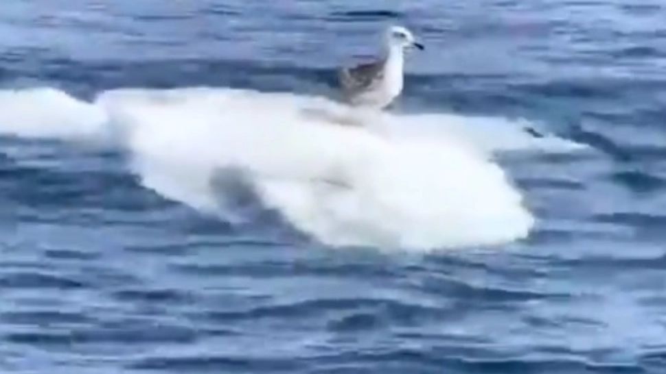 Imagini inedite cu un pescăruș care se odihnește pe un pește-soare în Oceanul Pacific