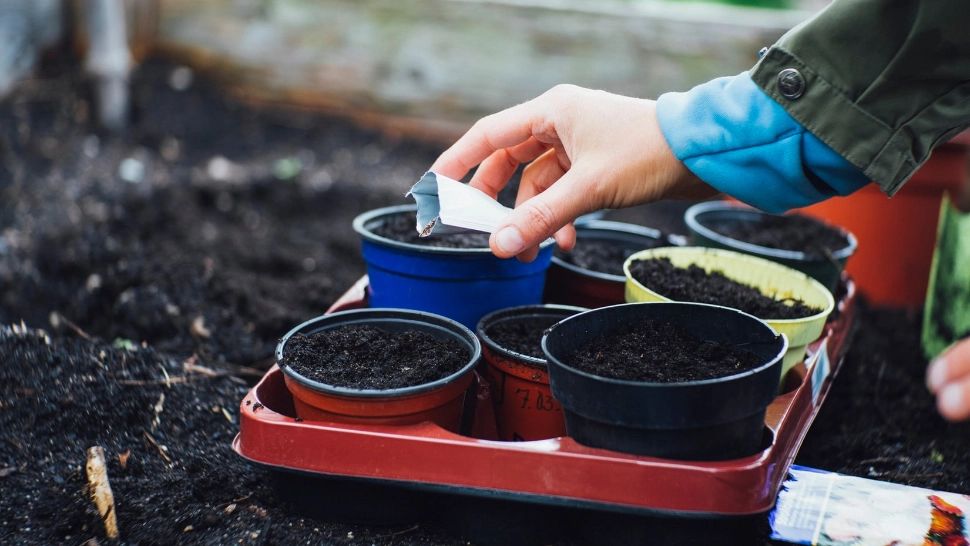 Transportul semințelor de legume și flori sau cum este influențată sănătatea plantelor tale de serviciile de transport