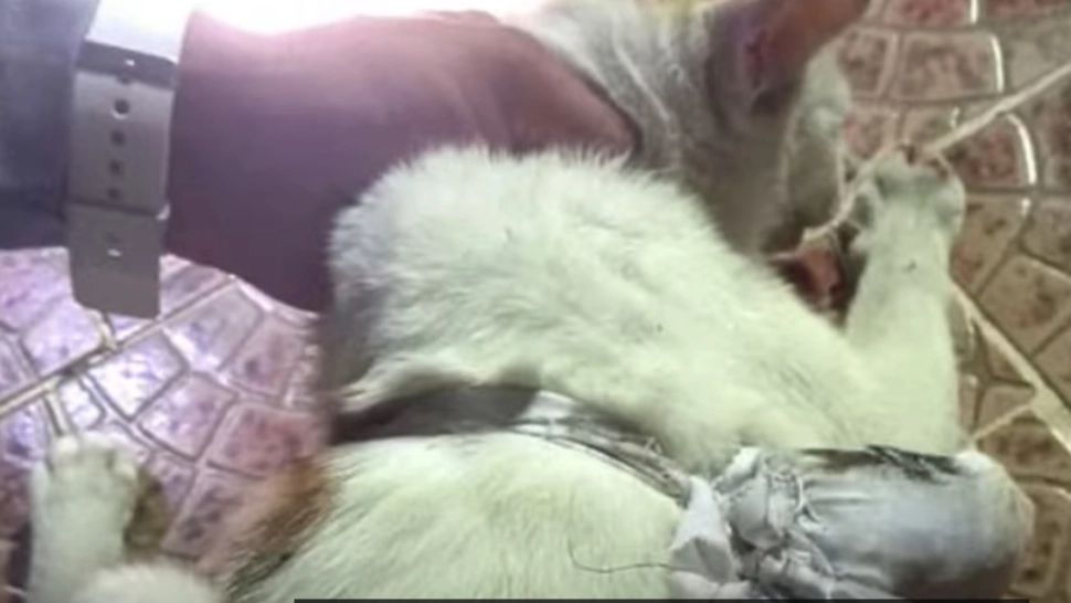 Pisică ”reținută” într-un dosar de trafic de droguri. Felina livra narcotice într-o închisoare