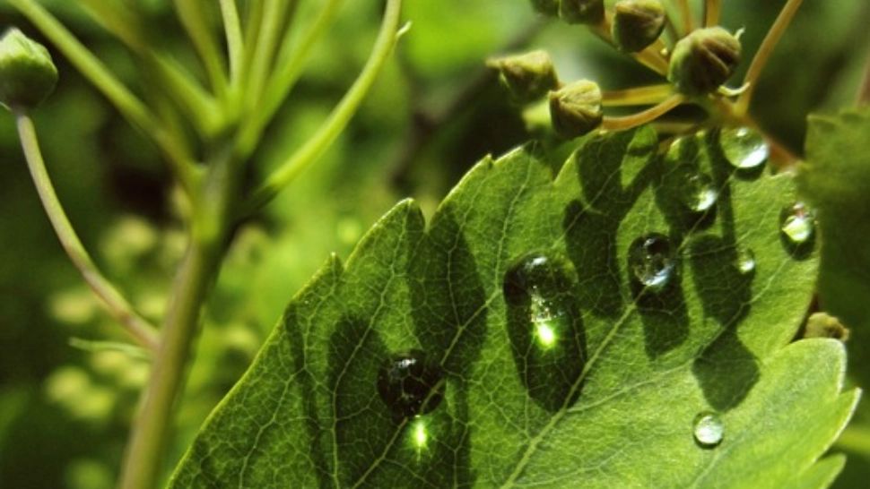 Vremea 25 aprilie - Ziua de Florii vine cu temperaturi de vară și cu cer variabil