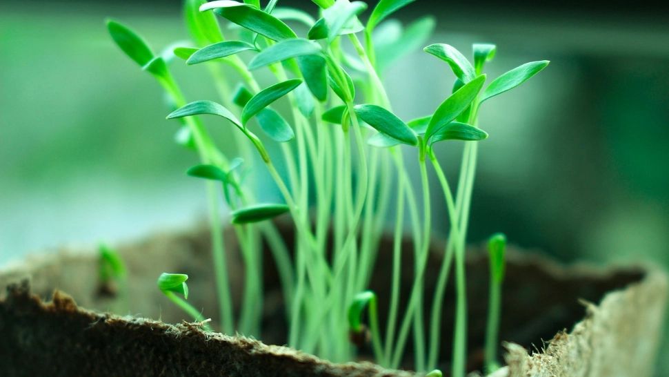 Sfaturi de la GrădinaMax privind păstrarea și plantarea semințelor și răsadurilor 