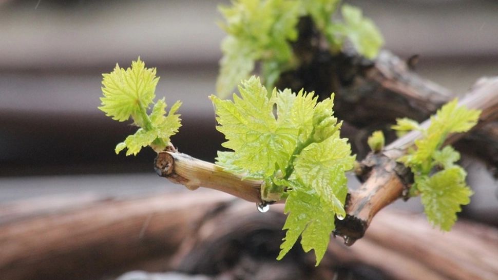 Prognoza meteo pe o lună: temperaturile scad dramatic, vin ploile. Cum va fi vremea până pe 17 mai 