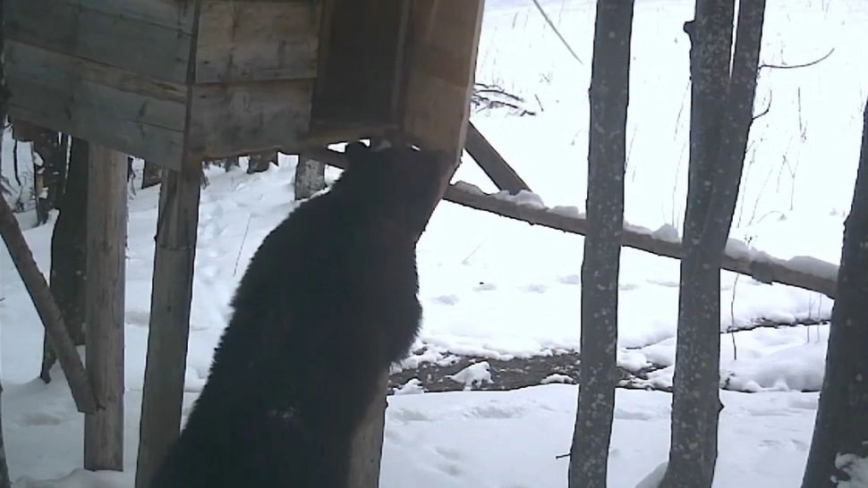 IMAGINI TULBURĂTOARE: un URS mort de foame a furat un sac de cereale de la Romsilva - VIDEO