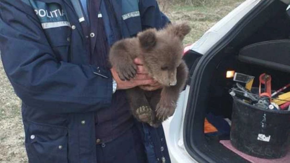 VIDEO Pui de urs găsit pe marginea unui drum din județul Vrancea. Imaginile - absolut ADORABILE