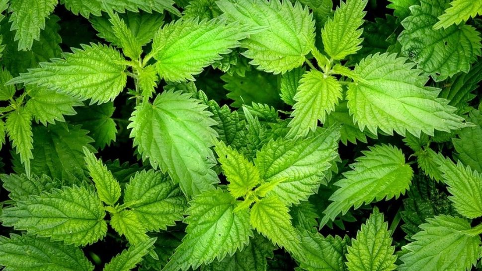 Adevărul pe care nimeni nu îl spune despre urzici. NU mai mânca dacă suferi de această BOALĂ 