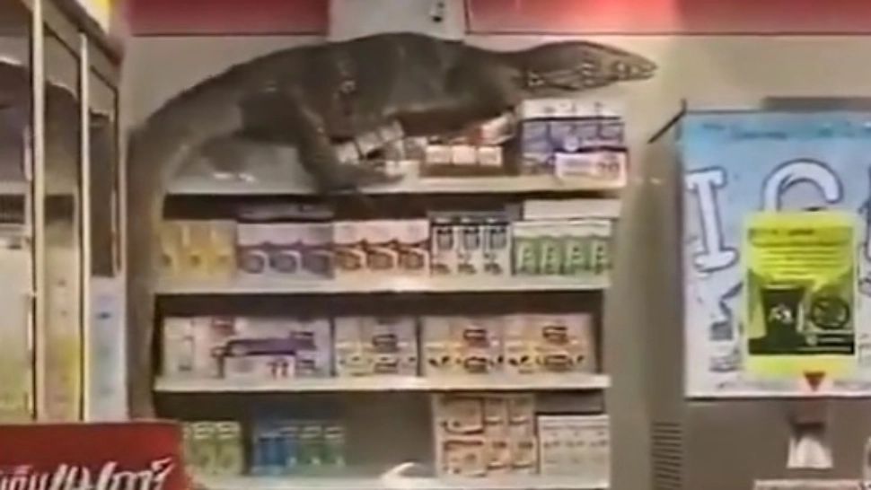 Apariție terifiantă pe raftul unei farmacii. Poliția, chemată de urgență 