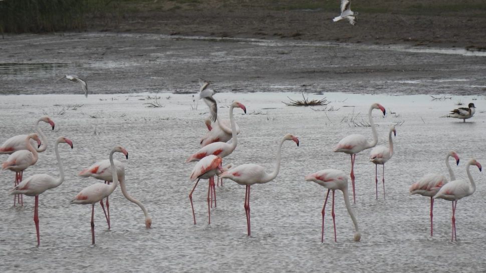 Păsările flamingo au revenit în Delta Dunării - Imagini UIMITOARE