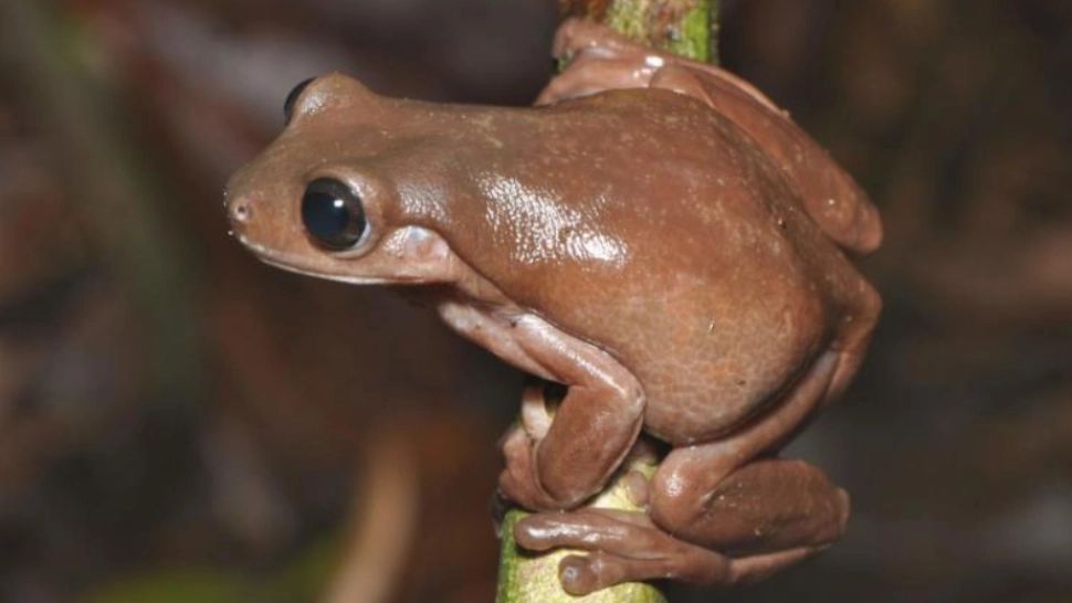 "Broasca ciocolatie", noua descoperire a oamenilor de știință. Unde trăiește UIMITOAREA specie
