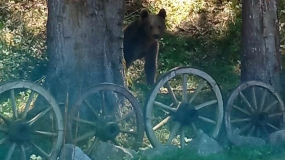 ALERTĂ de urs în județul Harghita: 3 apeluri la 112 în ultimele 24 de ore