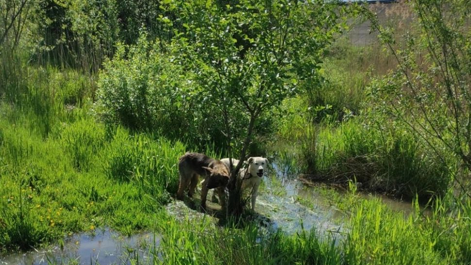 FOTO Câini legaţi de un copac şi lăsaţi să moară! Au fost salvaţi la timp de pompierii militari