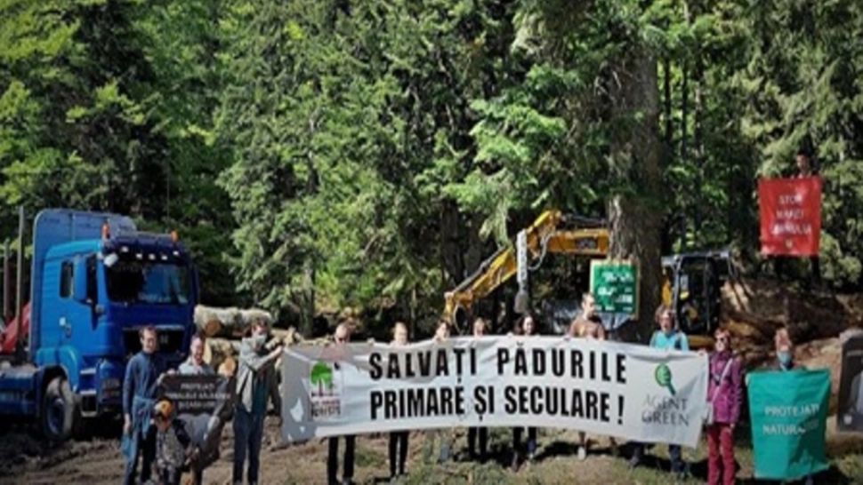 VIDEO Protest al activiștilor de mediu împotriva tăierilor de arbori din zona Valea Cerbului, Bușteni