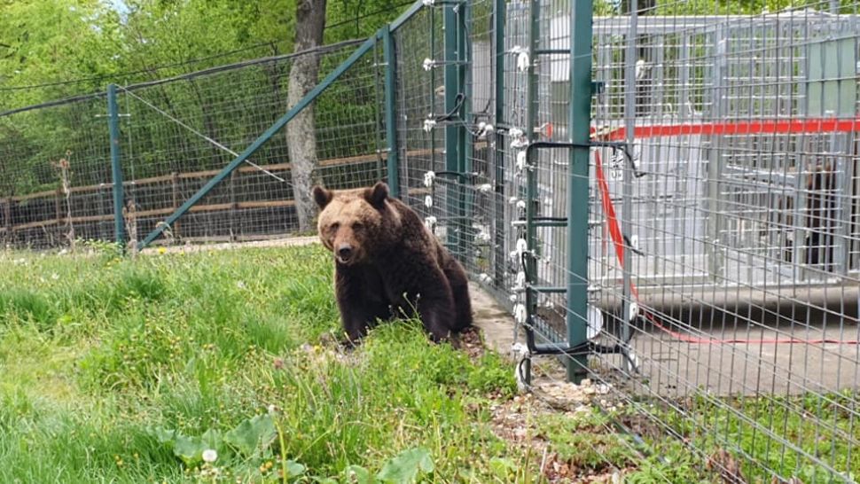 Ursoaică de la grădina zoologică Rădăuți, ELIBERATĂ după 38 de ani de captivitate
