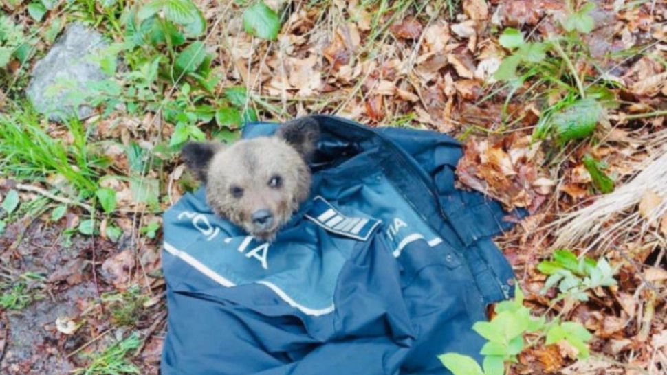 FOTO Pui de urs căzut de pe munte în zona Vidraru, salvat de un jandarm
