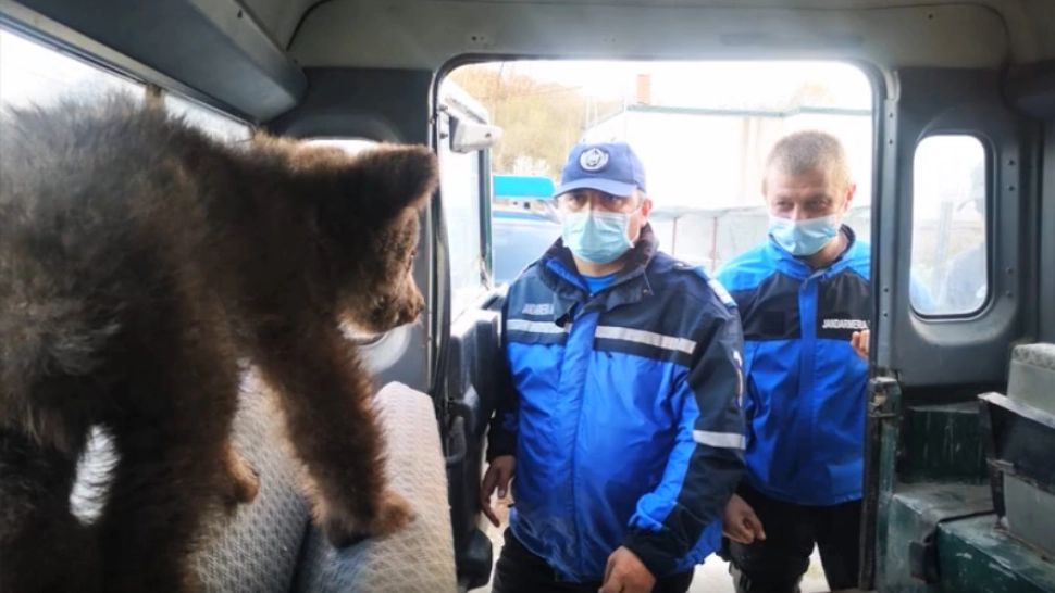 Pui de urși salvați de jandarmii argeșeni