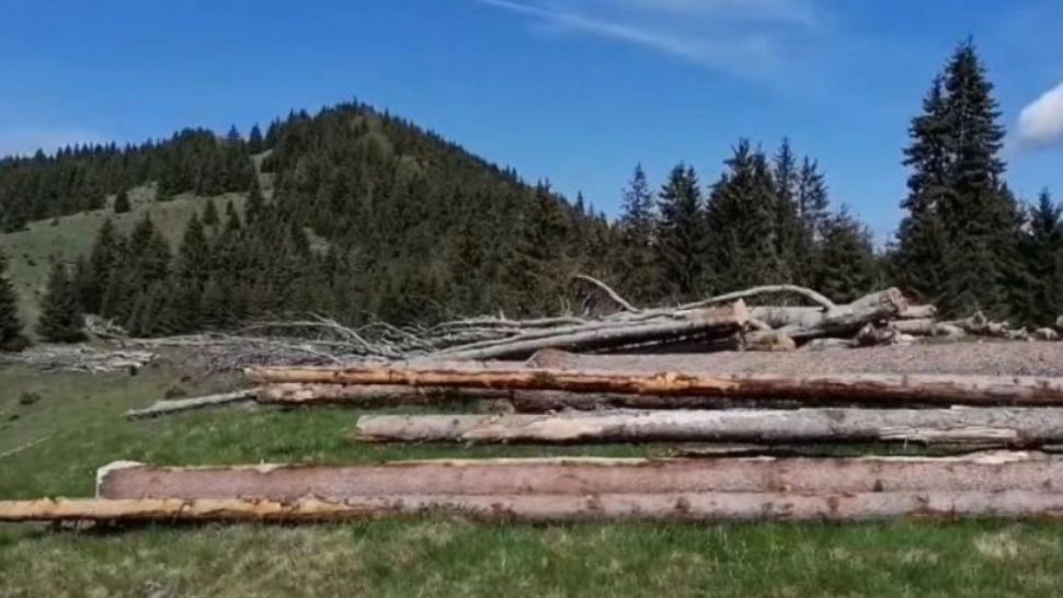 Depozit de lemne într-o arie protejată: Celebra Poiană a Narciselor a fost DISTRUSĂ