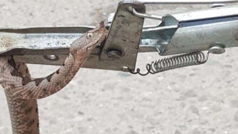 PANICĂ într-o instituție din Orșova: O viperă, descoperită ascunsă în biroul unor funcționari. Jandarmii au intervenit