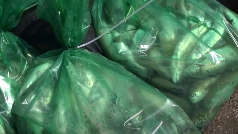 Poluare MASIVĂ cu amoniac pe râul Bicaz: TONE de pești morți 