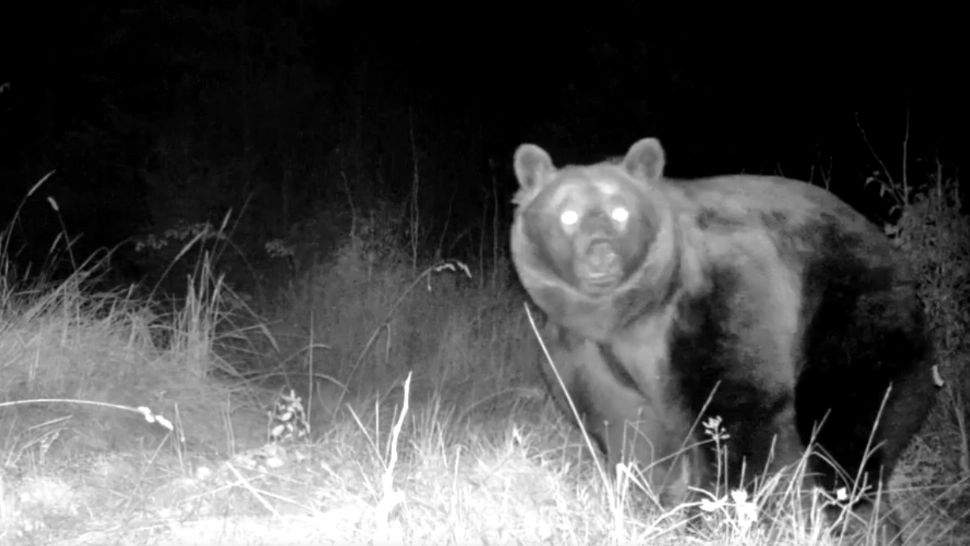 Scandalul uciderii ursului Arthur: Prințul Sturdza dă în judecată Agent Green 