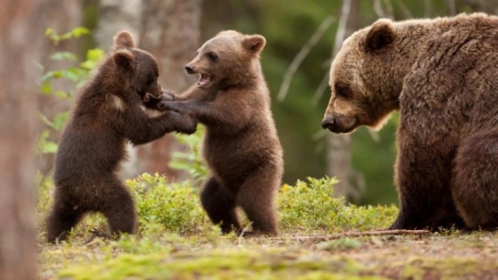 Harghita: 5 apeluri la 112, tot atâtea intervenții pentru îndepărtarea urșilor, în weekend