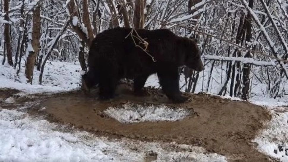 Grădina zoologică din Piatra Neamț, desființată din cauza traumei ursoaicei Ina. Animalul continuă să se învârtă în cerc, eliberat după 20 de ani de captivitate