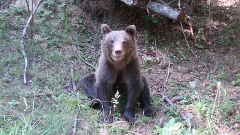 Urșii fac ravagii în Dâmbovița. Ce MĂSURI au luat autoritățile