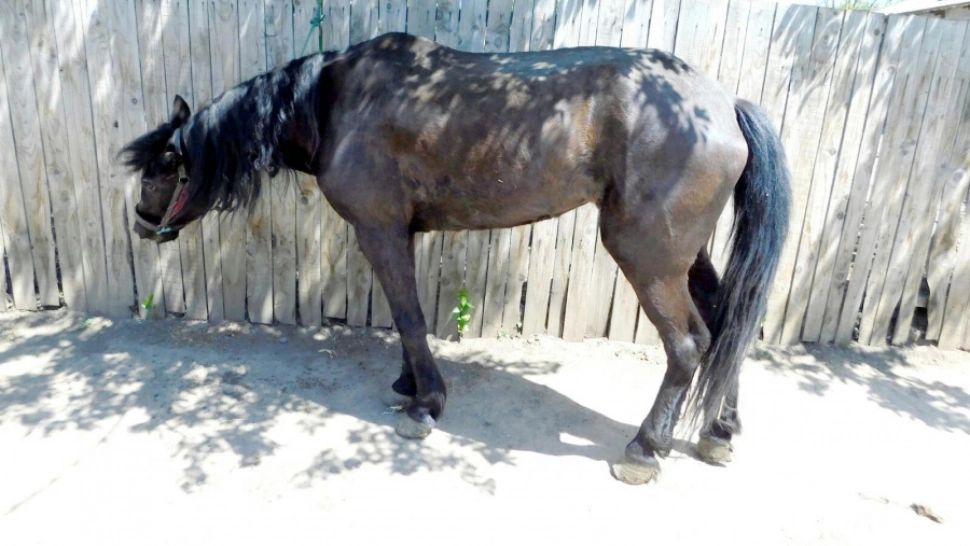 Scene revoltătoare în județul Galați, un bărbat și-a lovit cu brutalitate calul căzut la pământ 