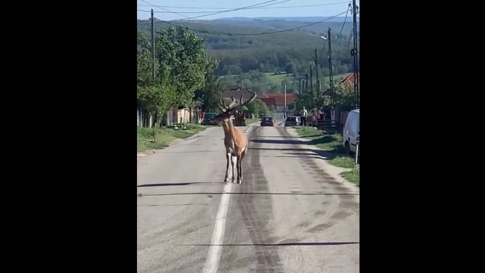VIDEO | Un cerb a fost surprins la „plimbare” pe mijlocul șoselei
