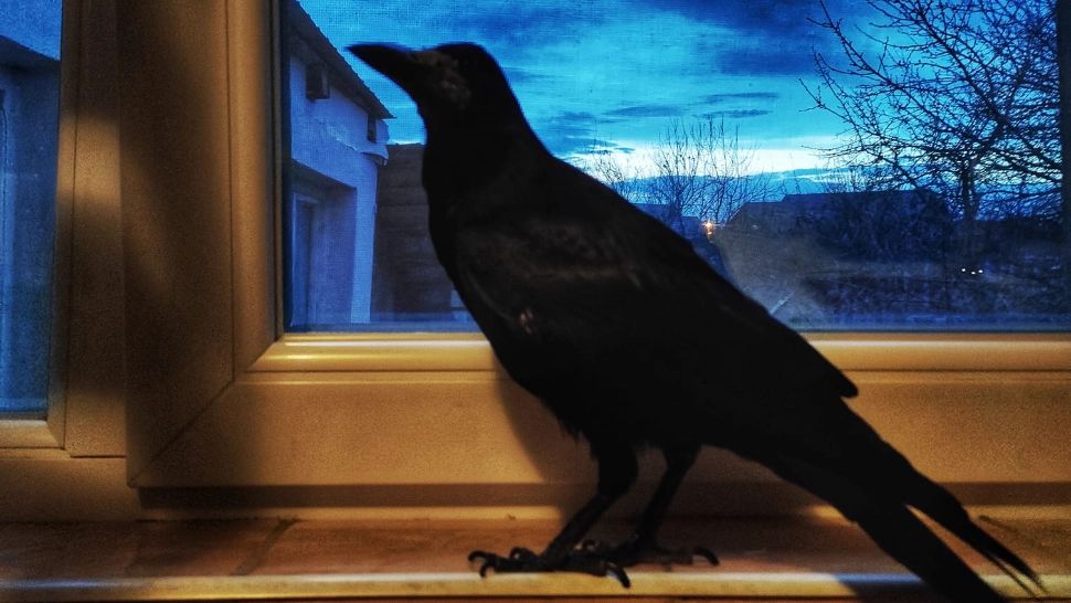 VIDEO Cioara „Cronco”, sărbătorită cu baloane și șampanie - Cum a ajuns să fie atât de iubită de niște tineri gorjeni 