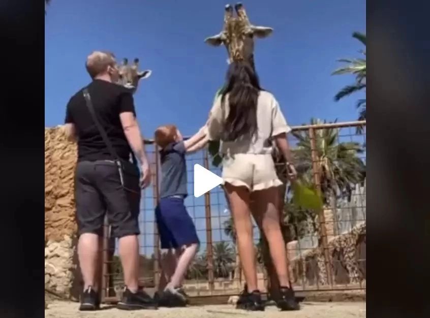 VIDEO – Veniseră să viziteze ZOO, însă au avut parte de surpriză vieții lor – Ce le-a făcut girafă