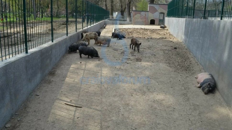 Focar de pestă porcină africană la Grădina Zoologică din Craiova. Câte animale vor fi eutanasiate
