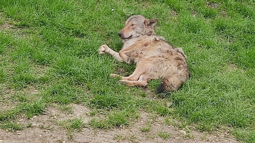 VIDEO | Lupul care s-a plimbat o zi întreagă pe străzile unui sat. A stat chiar și la coadă la poștă cu pensionarii